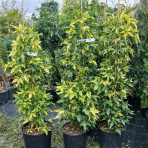 Ambrovník styraxový (Liquidambar Styraciflua) ´VARIEGATA´ - výška 110-130 cm, kont. C10L